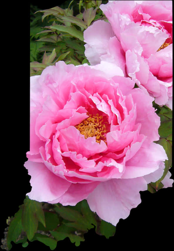 Vibrant_ Pink_ Peonies_ Floral_ Display.jpg PNG Image