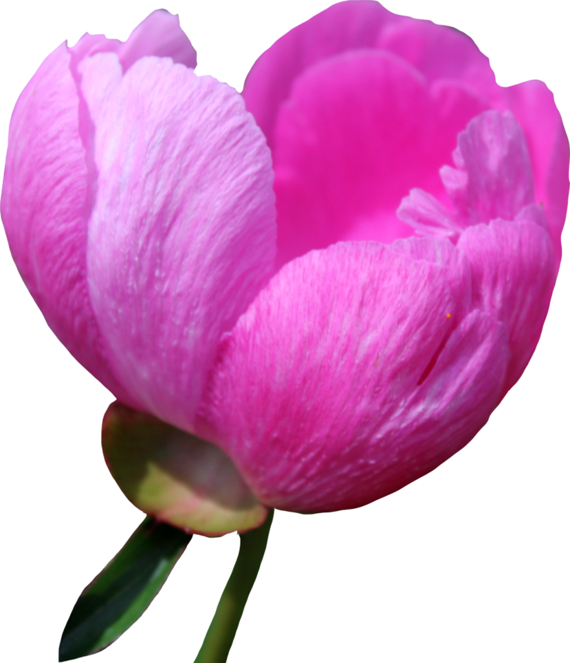 Vibrant Pink Peony Bloom PNG Image