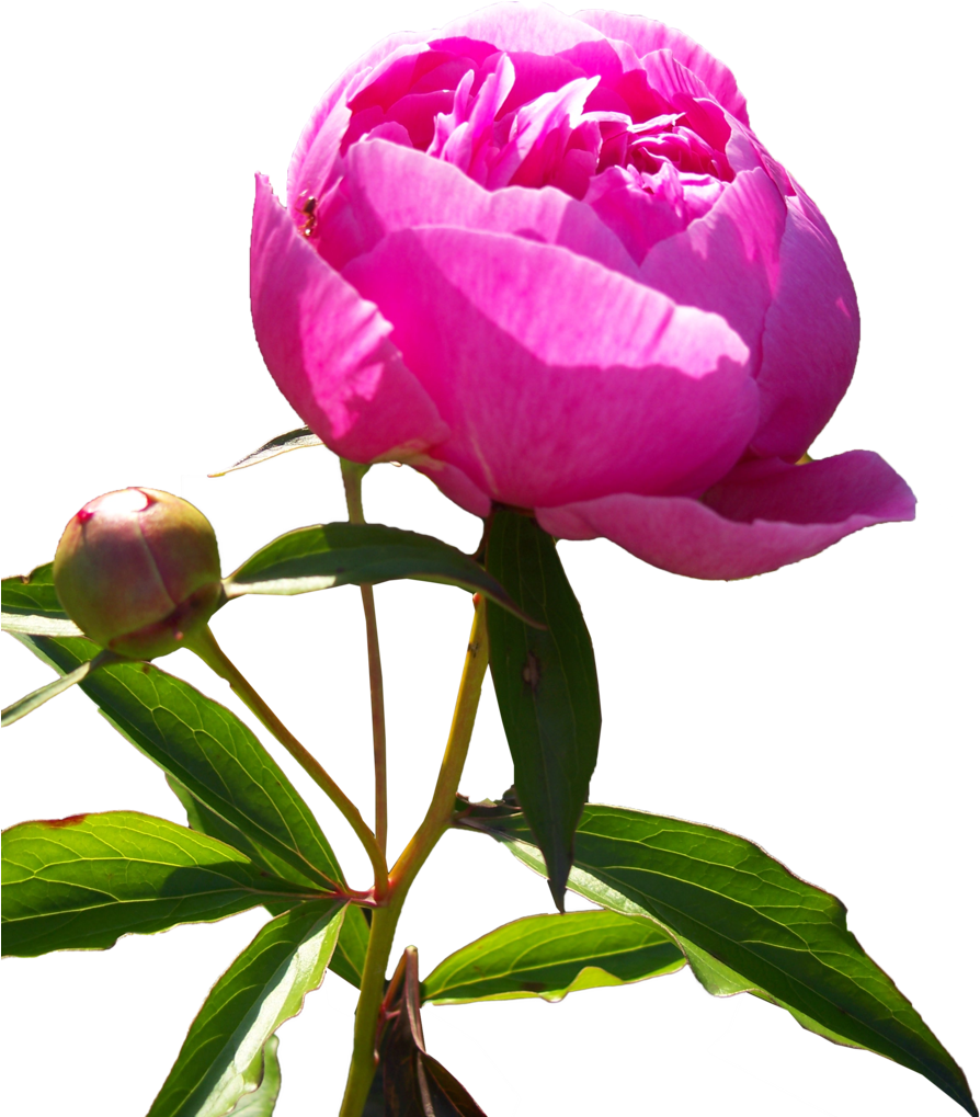 Vibrant Pink Peony Bloom PNG Image