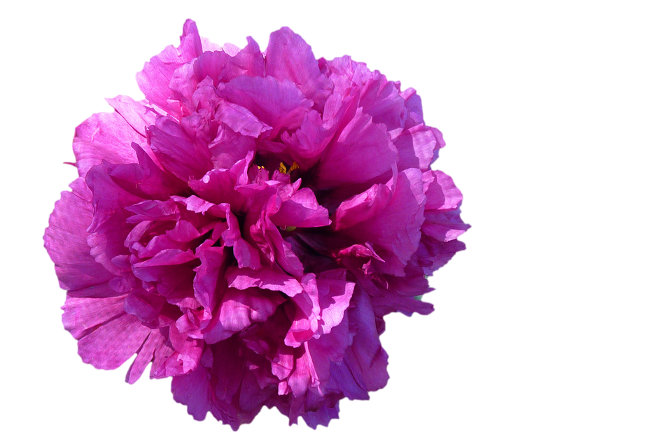 Vibrant Pink Peony Flower PNG Image