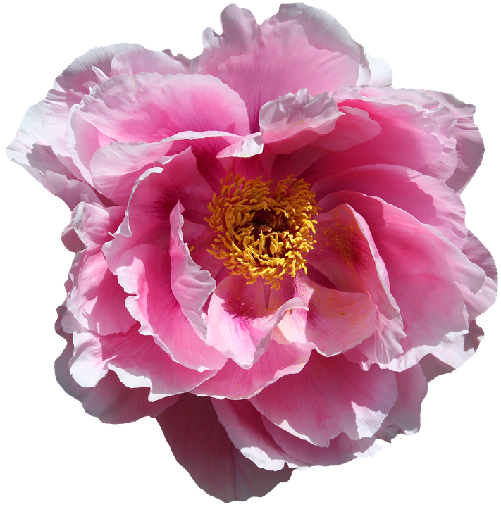 Vibrant Pink Peony Flower PNG Image