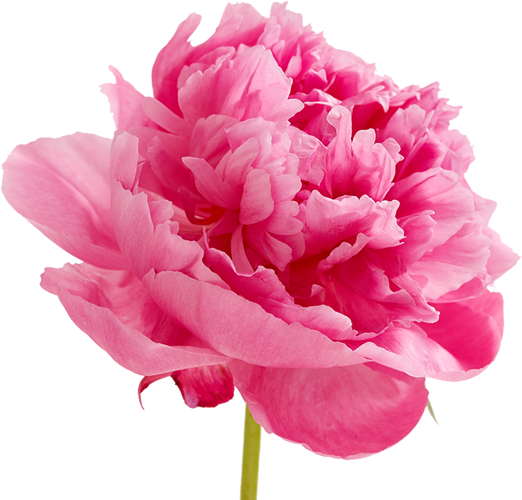 Vibrant Pink Peony Flower PNG Image