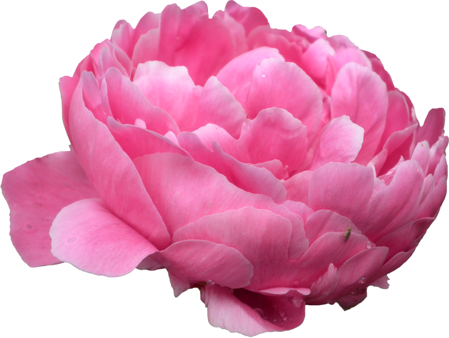 Vibrant Pink Peony Flower PNG Image