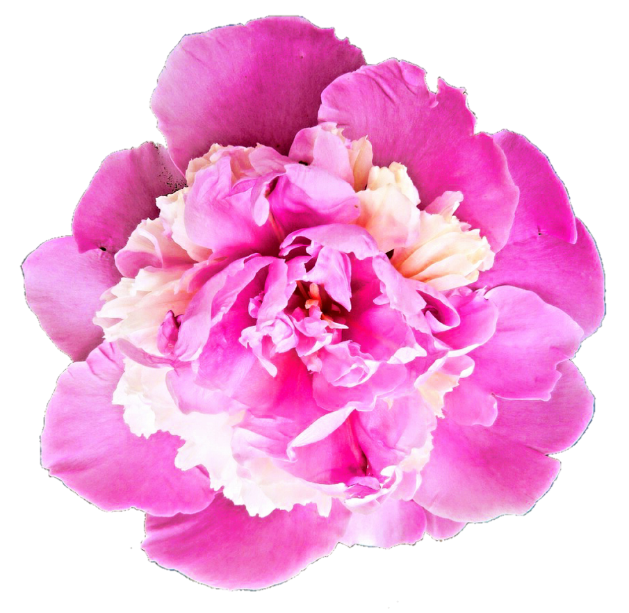 Vibrant Pink Peony Flower.png PNG Image