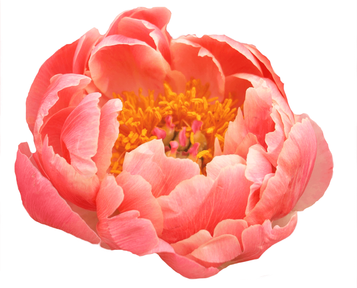 Vibrant Pink Peony Flower PNG Image