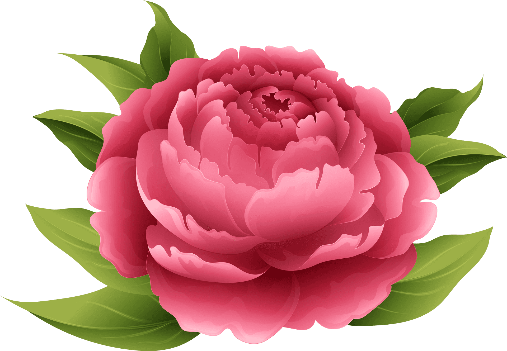 Vibrant Pink Peony Illustration PNG Image