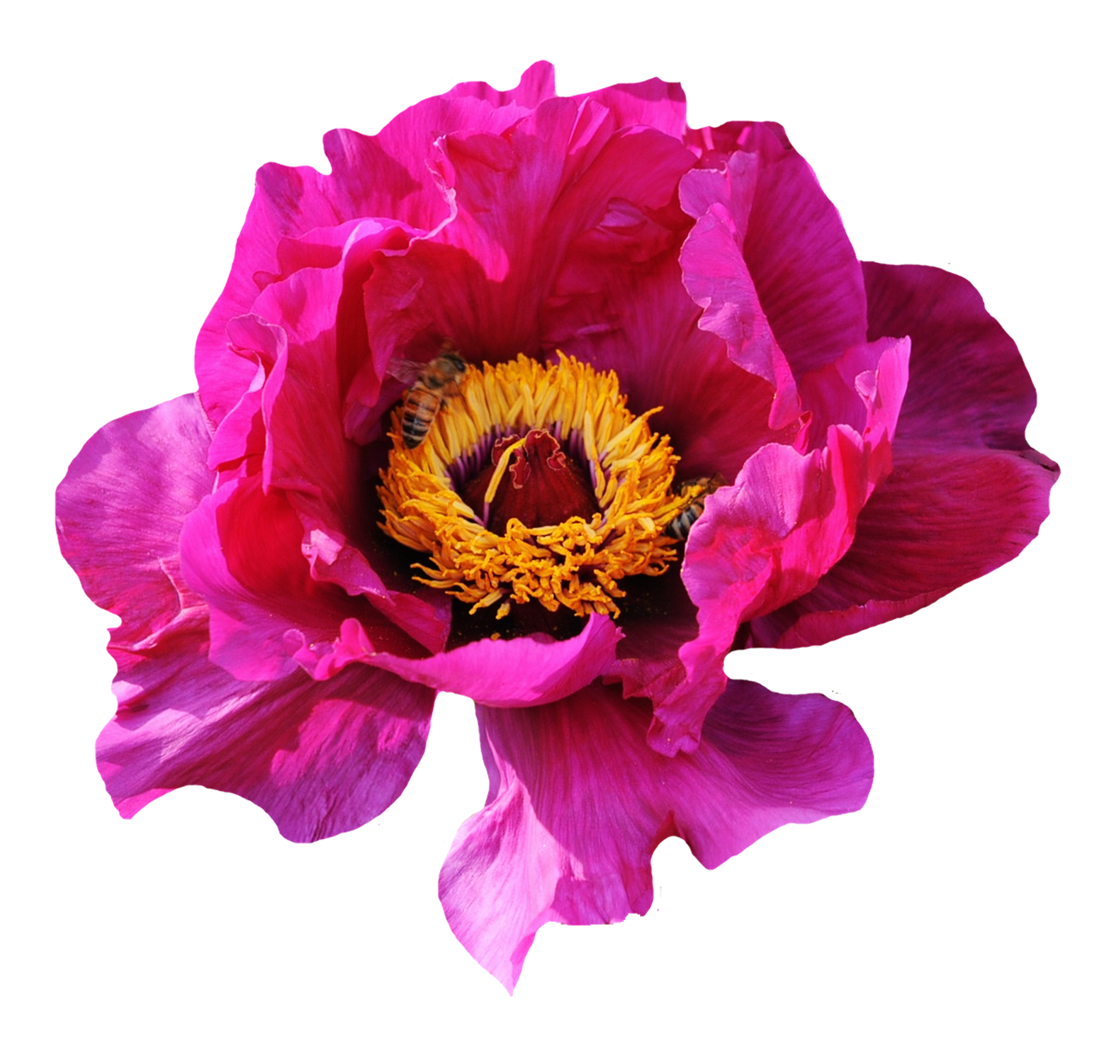 Vibrant Pink Peonywith Bee PNG Image