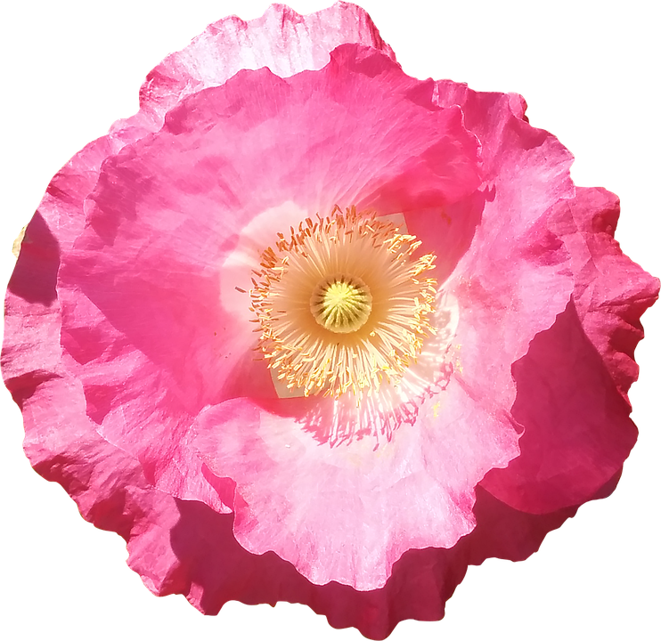 Vibrant Pink Poppy Flower PNG Image