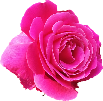 Vibrant Pink Rose Black Background PNG Image