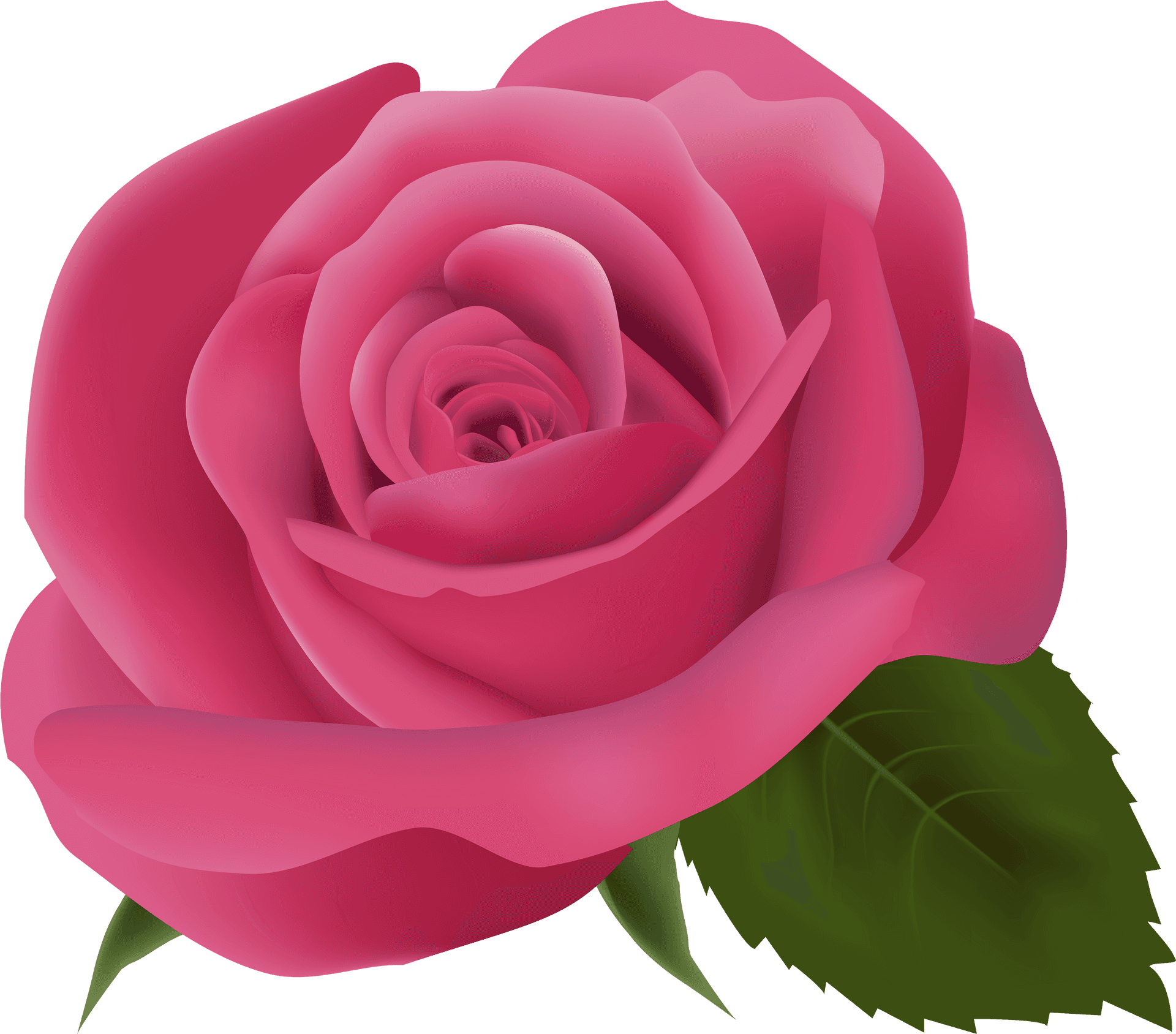 Vibrant Pink Rose Bloom PNG Image