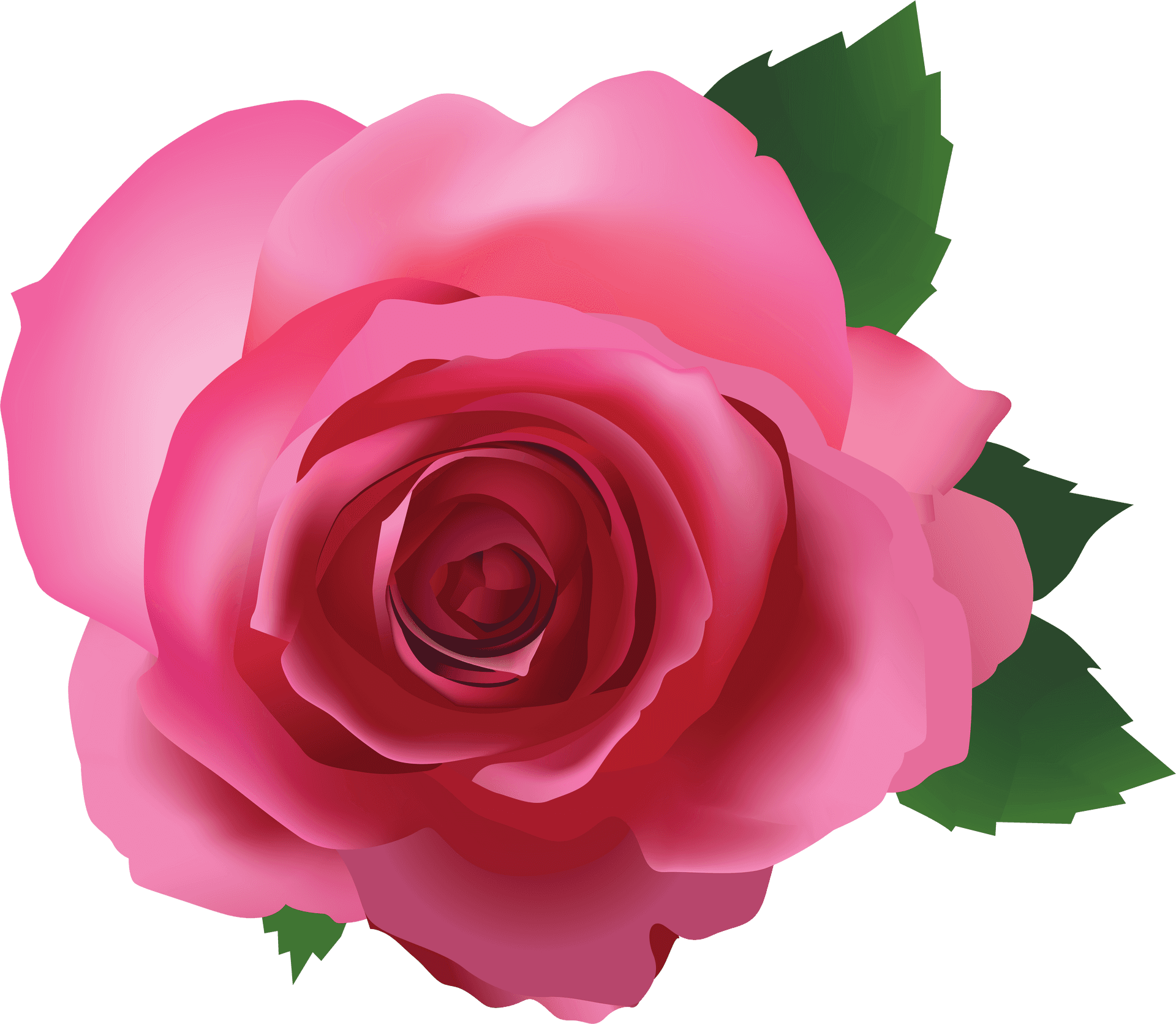 Vibrant_ Pink_ Rose_ Illustration.png PNG Image