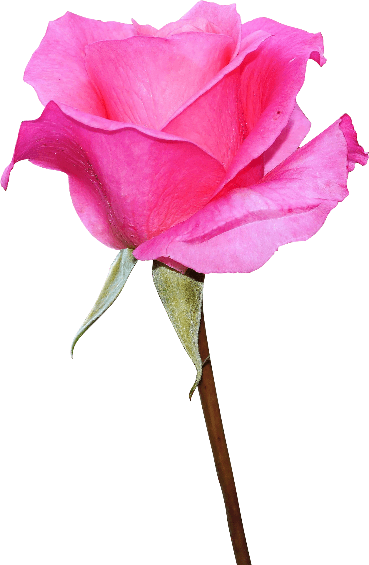 Vibrant_ Pink_ Rose_ Isolated.png PNG Image