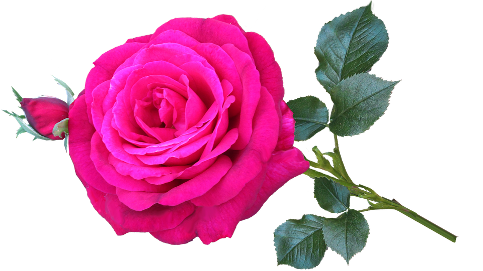 Vibrant Pink Rose Transparent Background.png PNG Image