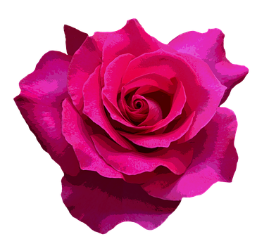 Vibrant Pink Roseon Black Background PNG Image