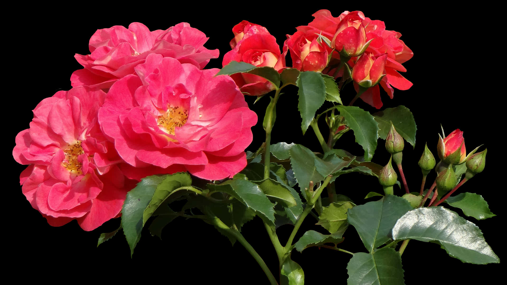 Vibrant Pink Roses Black Background.jpg PNG Image