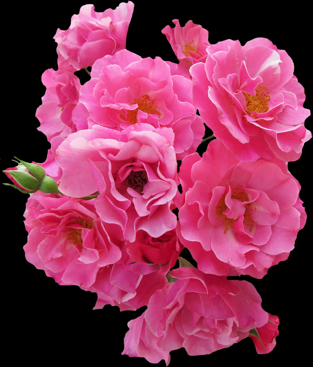 Vibrant_ Pink_ Roses_ Black_ Background.jpg PNG Image