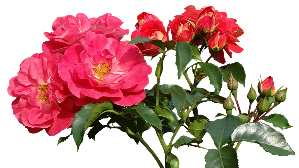 Vibrant Pink Roses Black Background.jpg PNG Image