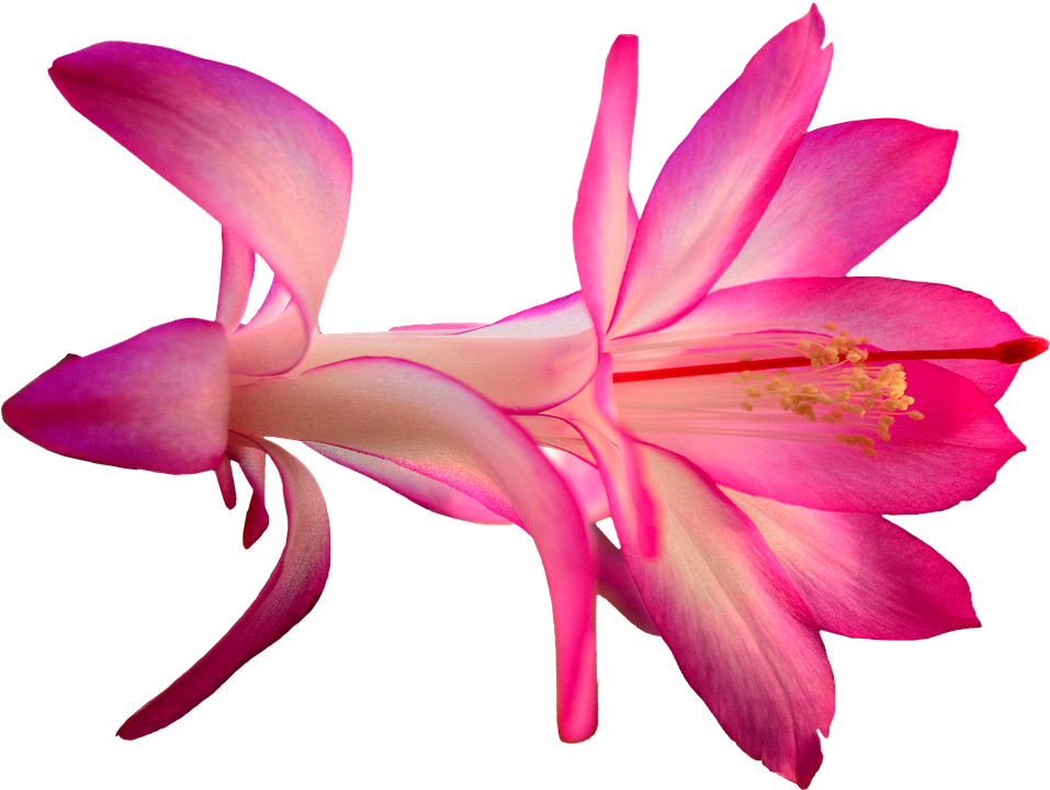 Vibrant Pink Schlumbergera Flower.png PNG Image