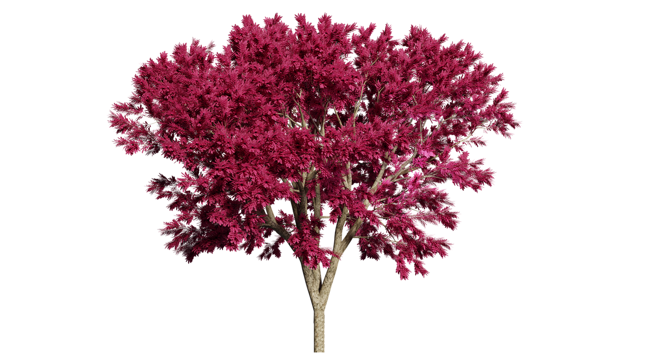 Vibrant Pink Tree Black Background PNG Image