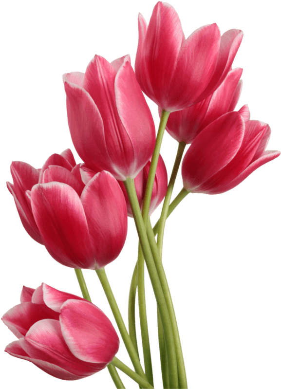 Vibrant Pink Tulips Bouquet PNG Image