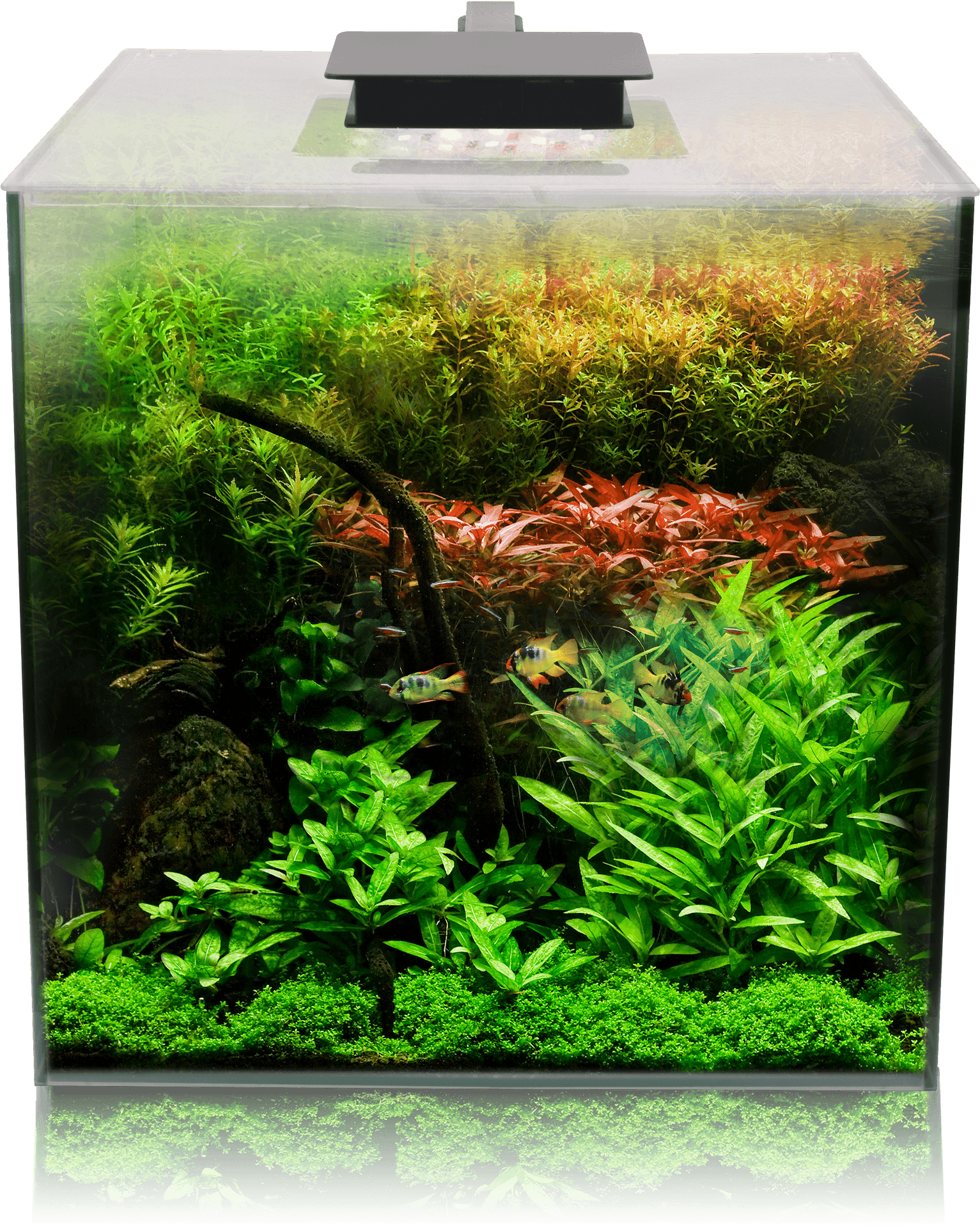 Vibrant Planted Aquarium Setup PNG Image