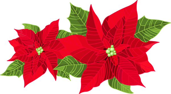 Vibrant Poinsettias Illustration PNG Image