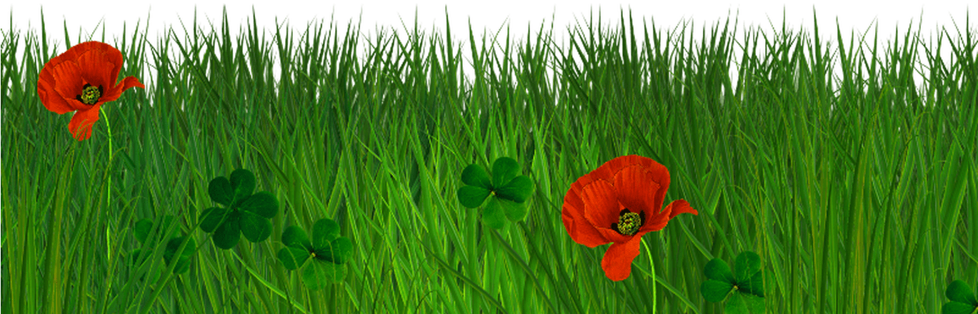 Vibrant Poppiesin Green Grass PNG Image