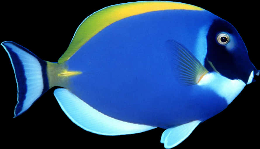 Vibrant Powder Blue Tang Fish PNG Image