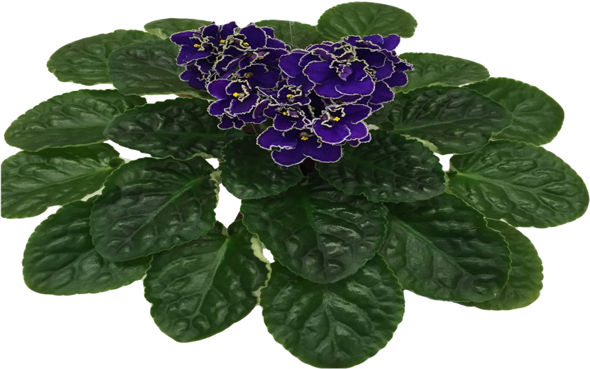 Vibrant Purple African Violet Plant PNG Image