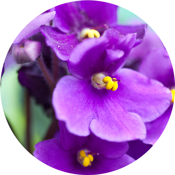 Vibrant Purple African Violets PNG Image