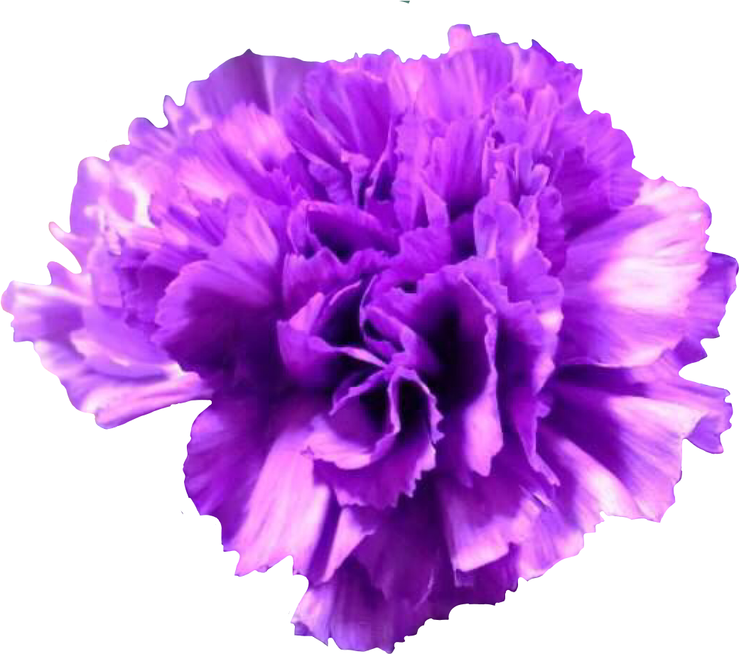 Vibrant Purple Carnation Flower PNG Image