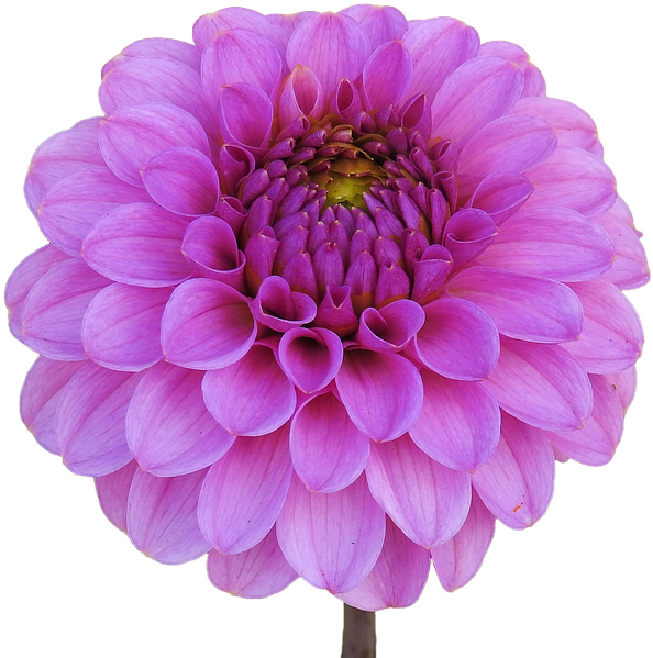 Vibrant Purple Dahlia Flower.png PNG Image