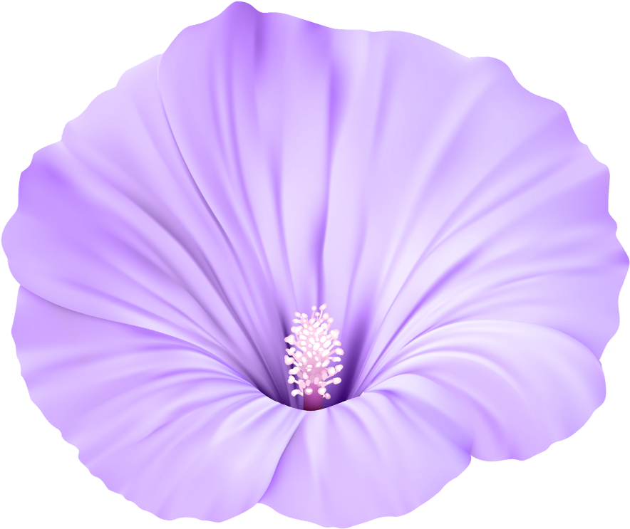 Vibrant Purple Flower Isolated PNG Image