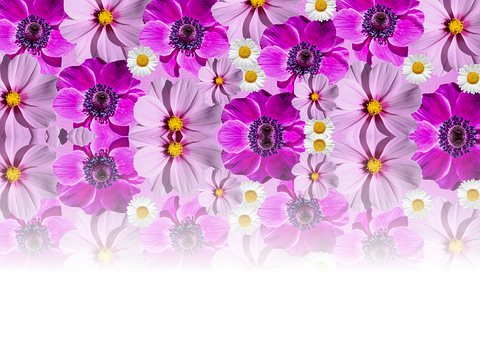 Vibrant Purple Flowers Background PNG Image