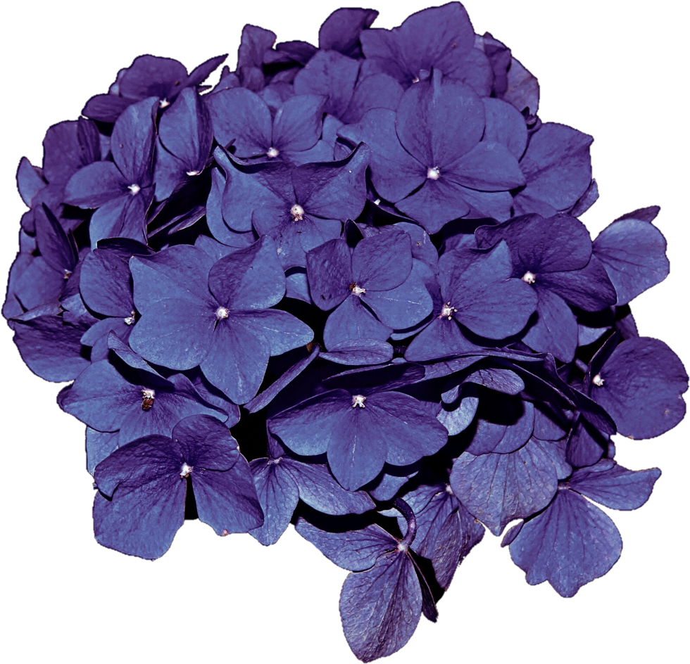 Vibrant Purple Hydrangea Bloom PNG Image