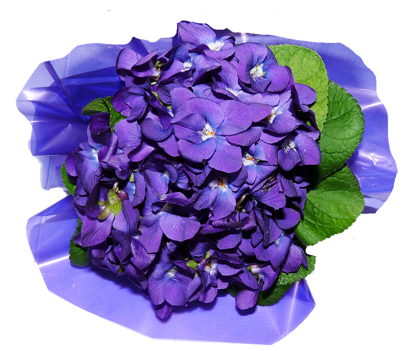 Vibrant Purple Hydrangea Bloom PNG Image