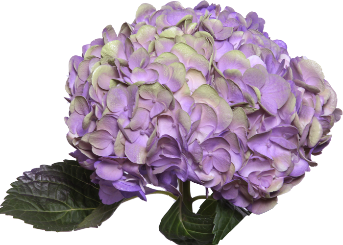 Vibrant Purple Hydrangea Flower PNG Image