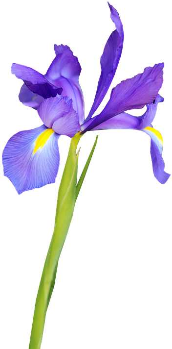 Vibrant Purple Iris Flower PNG Image