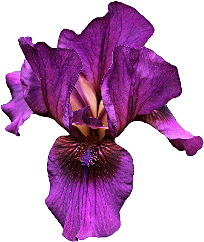 Vibrant Purple Iris Flower.png PNG Image