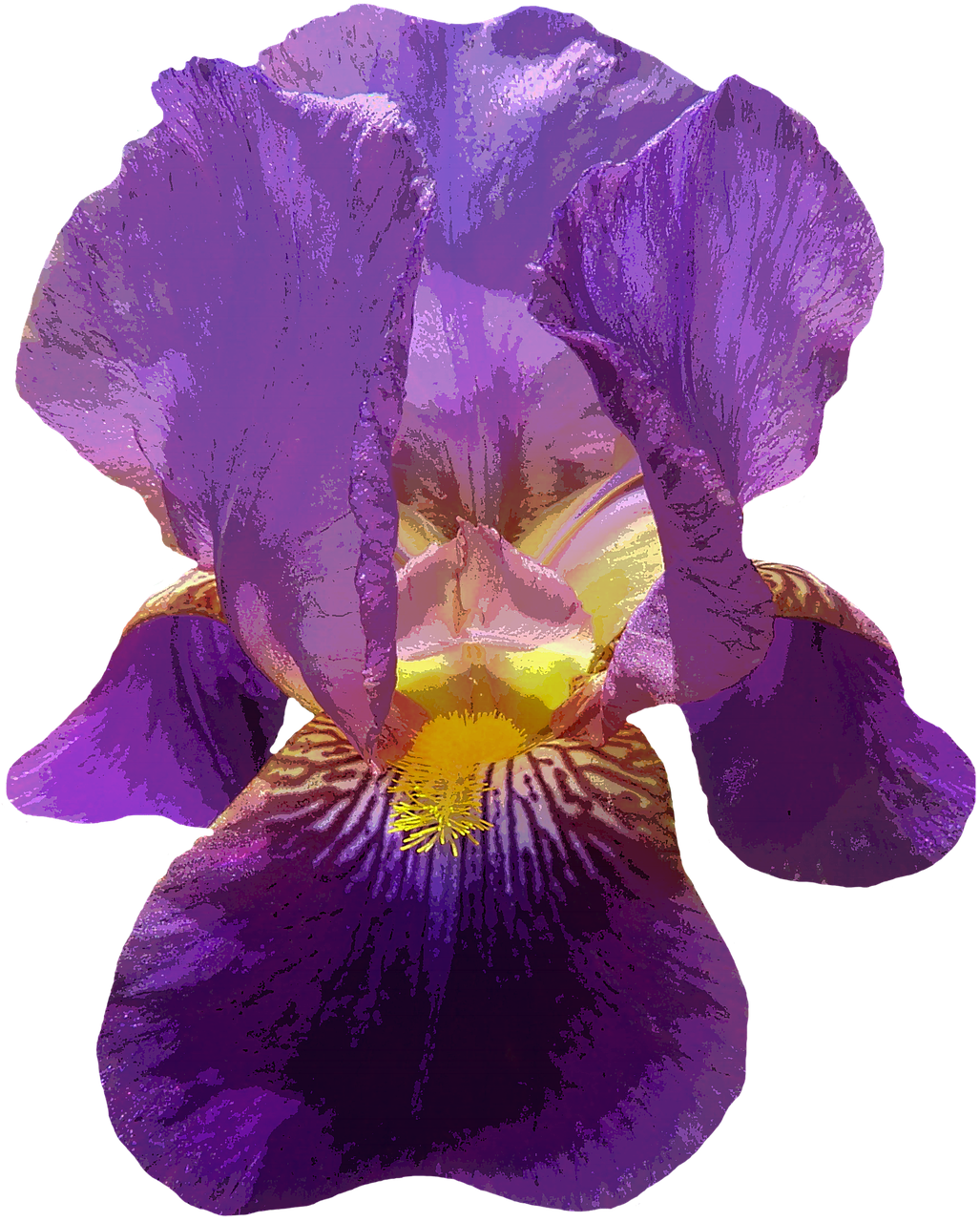 Vibrant Purple Iris Flower.png PNG Image