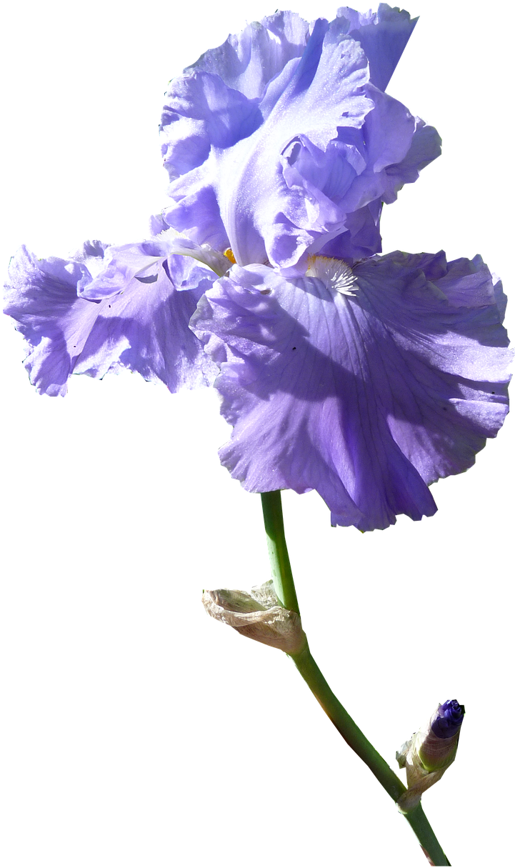 Vibrant Purple Iris Flower PNG Image