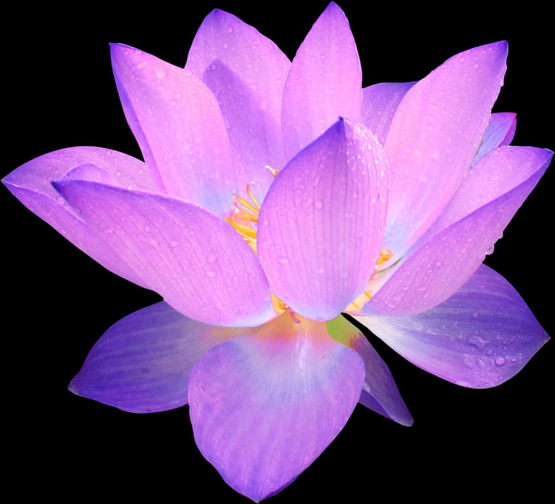 Vibrant Purple Lotus Flower PNG Image