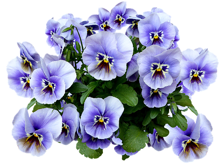 Vibrant Purple Pansies PNG Image