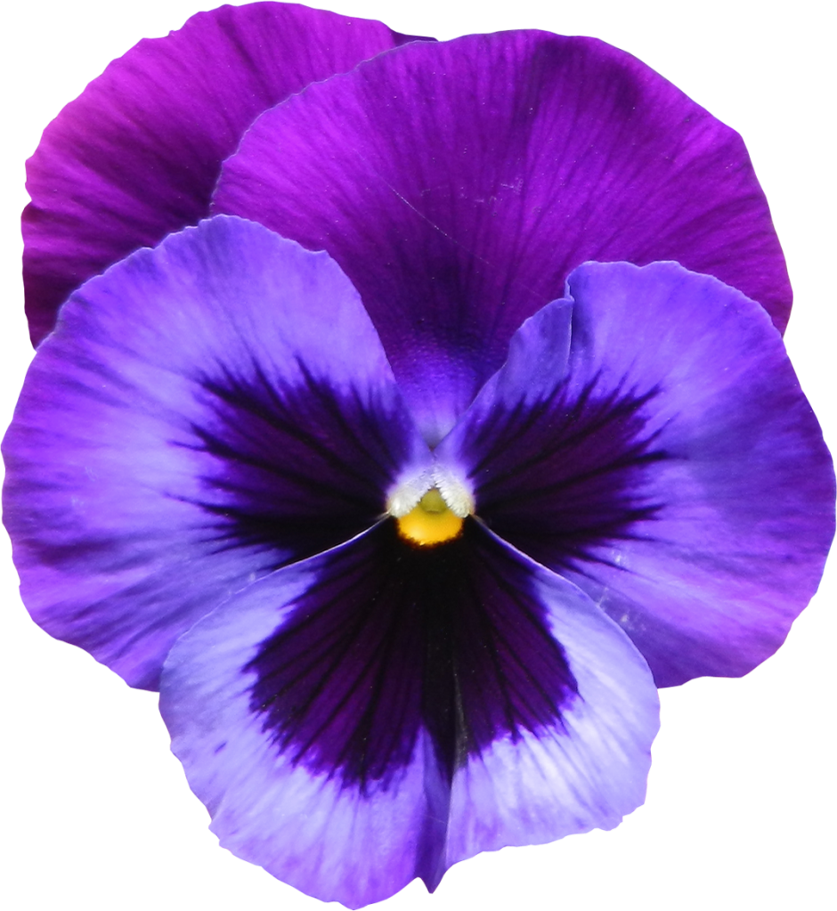 Vibrant Purple Pansy Flower PNG Image