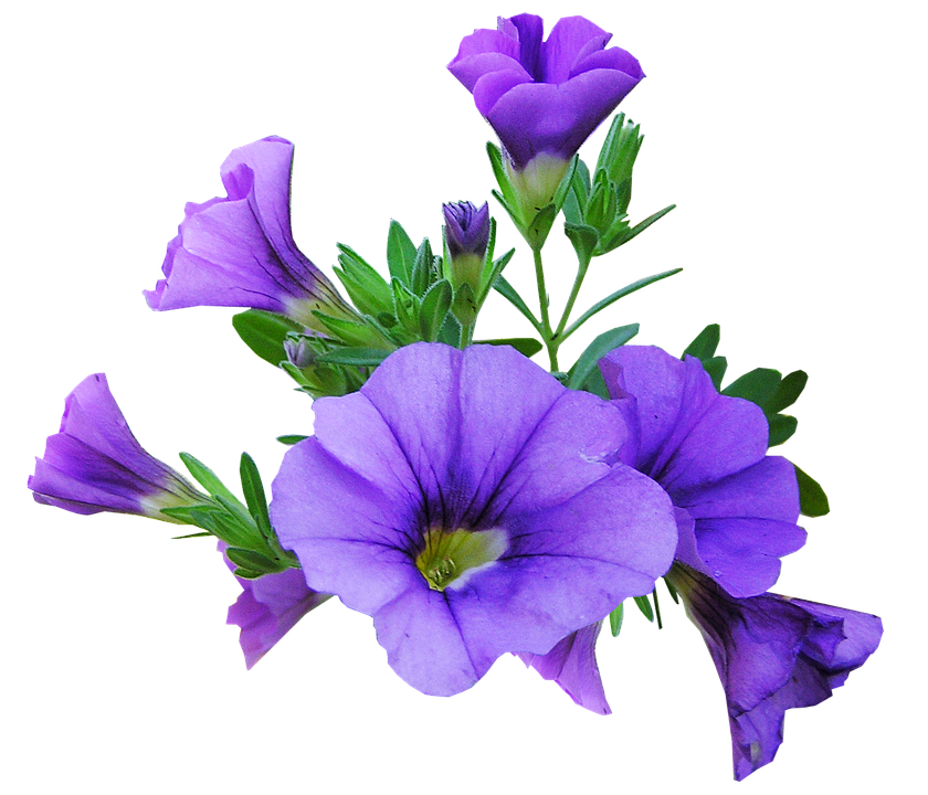 Vibrant Purple Petunia Flowers.png PNG Image