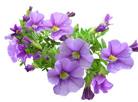 Vibrant Purple Petunias Black Background PNG Image