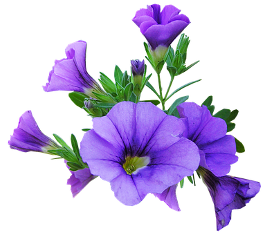 Vibrant Purple Petunias Black Background PNG Image