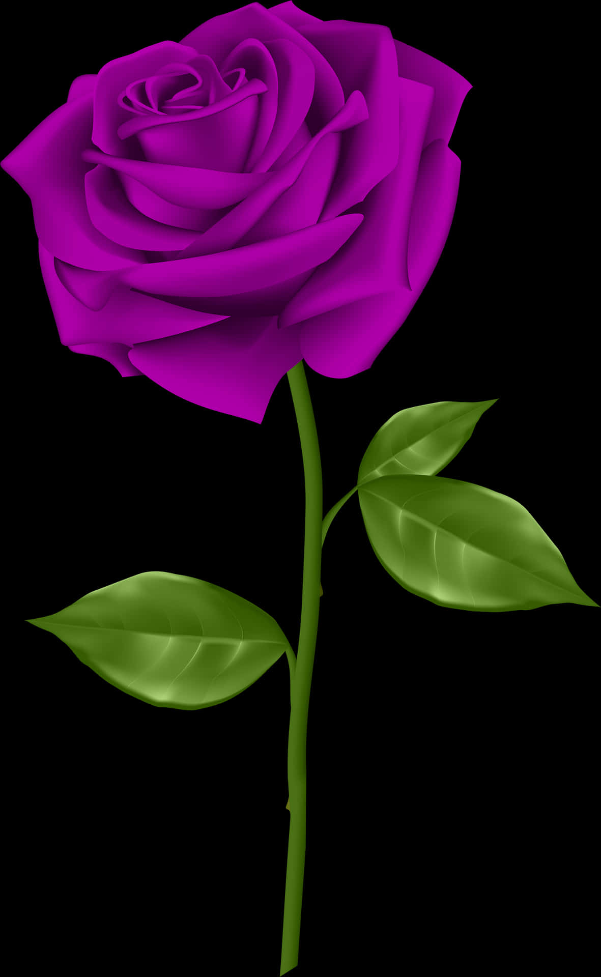 Vibrant Purple Roseon Black Background PNG Image