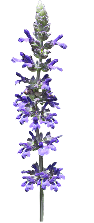 Vibrant Purple Salvia Flower Stem PNG Image