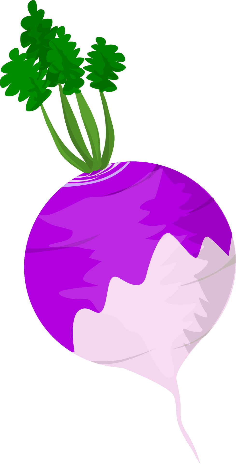 Vibrant Purple Turnip Vector PNG Image